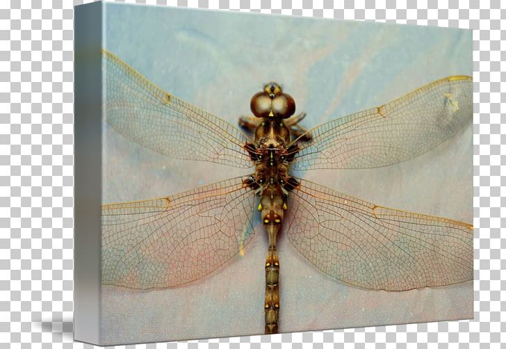 Dragonfly PNG, Clipart, Arthropod, Dragonflies And Damseflies, Dragonfly, Insect, Insects Free PNG Download