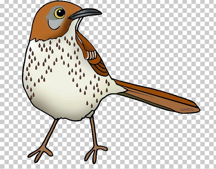 Georgia Brown Thrasher PNG, Clipart, Beak, Bird, Brown Thrasher, Drawing, Fauna Free PNG Download