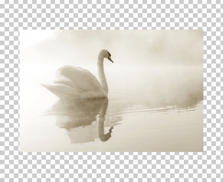 Mute Swan Poster Duck Canvas Print PNG, Clipart, Beak, Bird, Black And White, Canvas Print, Cygnini Free PNG Download