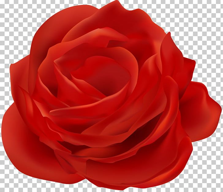 Garden Roses Red Flower PNG, Clipart, Blue Rose, Cut Flowers, Floribunda, Flower, Flower Bouquet Free PNG Download