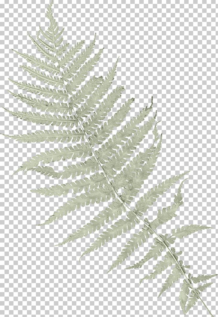 Ostrich Fern Vascular Plant PNG, Clipart, Animaatio, Animal, Black And White, Branch, Drawing Free PNG Download