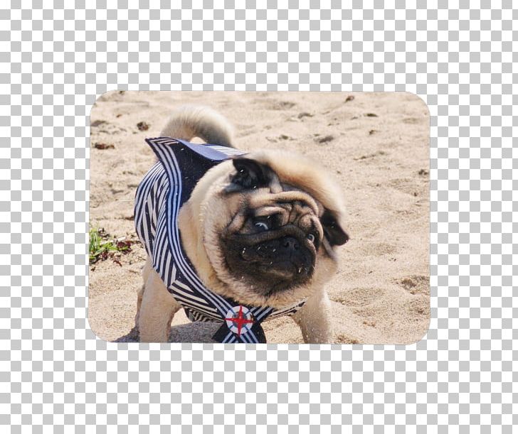Pug Dog Breed Toy Dog Snout Sailor PNG, Clipart, Bag, Breed, Carnivoran, Color, Com Free PNG Download