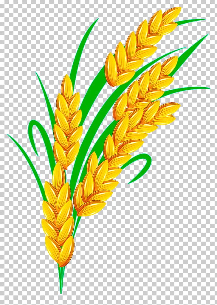 Rice Euclidean PNG, Clipart, Agriculture, Encapsulated Postscript, Flower, Food, Food Grain Free PNG Download
