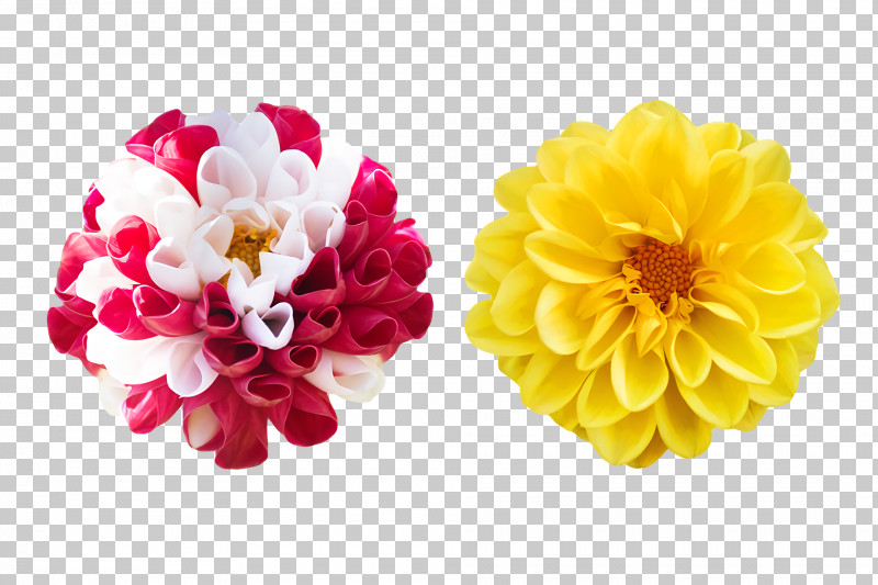 Artificial Flower PNG, Clipart, Artificial Flower, Biology, Chrysanthemum, Cut Flowers, Dahlia Free PNG Download