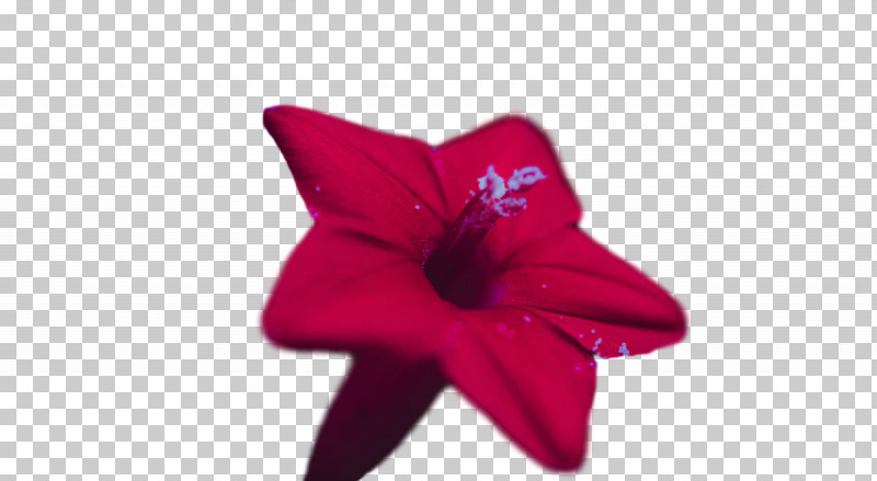 Flower Petal Red PNG, Clipart, Flower, Petal, Red Free PNG Download