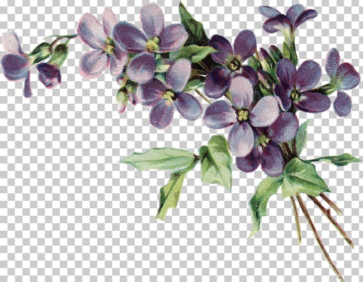 African Violets Drawing Pansy PNG, Clipart, African Violet, African Violets, Art, Branch, Color Free PNG Download