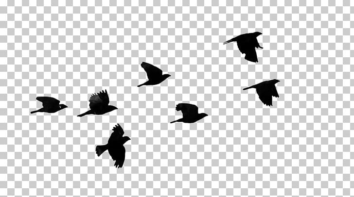 Bird Desktop PNG, Clipart, Animal Migration, Animals, Beak, Bird, Bird Flight Free PNG Download