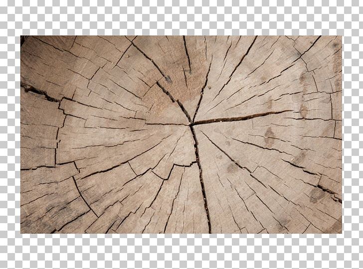 Wood Tree PNG, Clipart, Aastarxf5ngad, Angle, Broken, Broken Glass, Circle Free PNG Download