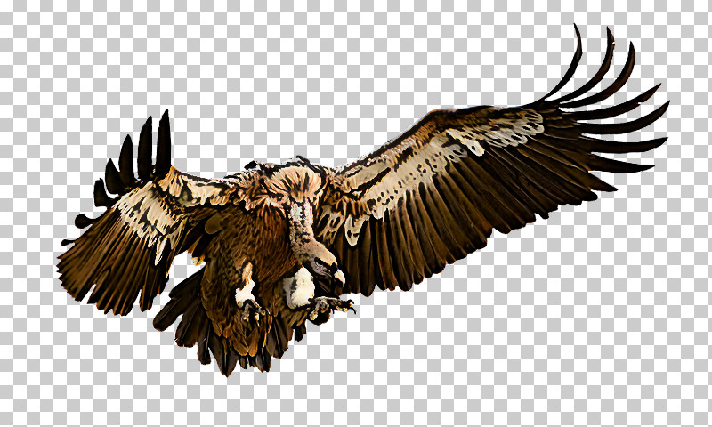 Bird Bird Of Prey Eagle Golden Eagle Accipitridae PNG, Clipart, Accipitridae, Beak, Bird, Bird Of Prey, Eagle Free PNG Download