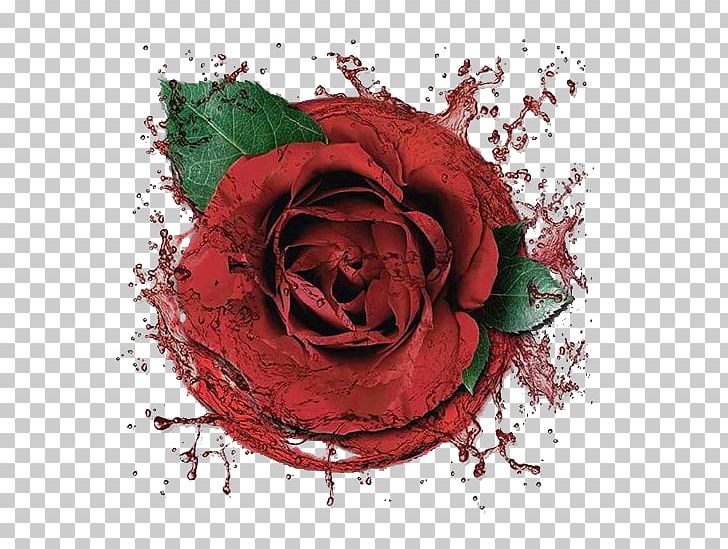Garden Roses Beach Rose Centifolia Roses Red PNG, Clipart, Centifolia Roses, Color Splash, Cut Flowers, Floral Design, Floristry Free PNG Download