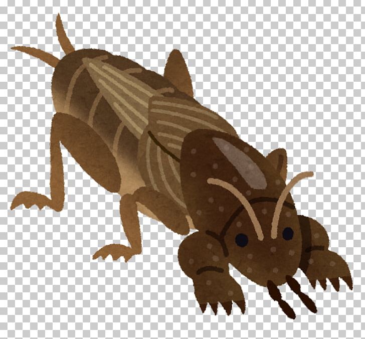 Mole Cricket Insect Earthworm 手のひらを太陽に PNG, Clipart, All Rights Reserved, Amphibian, Animal, Animals, Carnivoran Free PNG Download