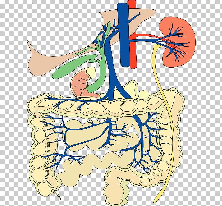 Digestive System And Circulatory System 8413