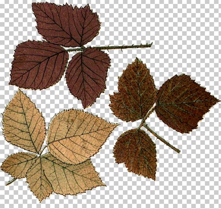 Leaf Autumn Northern Hemisphere Photography Adobe Photoshop PNG, Clipart, Autumn, Autumn Leaves, Gimp, Happiness, Leaf Free PNG Download