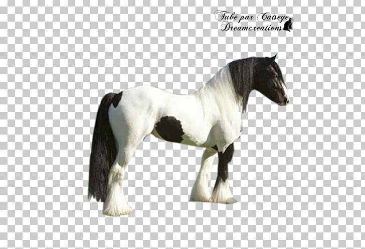 Stallion Mustang Mare Pony Halter PNG, Clipart, Animal Figure, Gipsy, Halter, Horse, Horse Like Mammal Free PNG Download