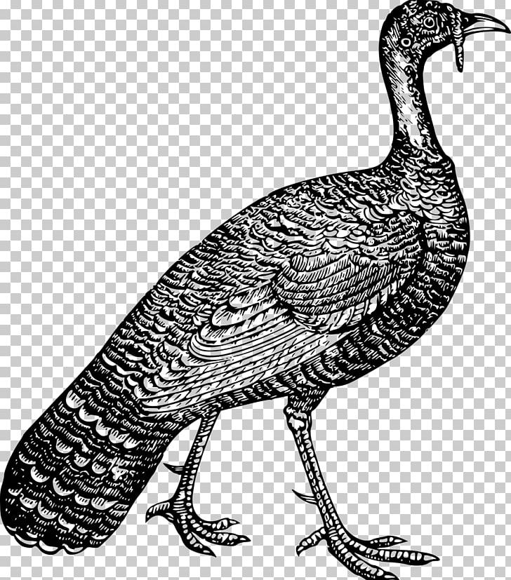 Turkey Leghorn Chicken Plymouth Rock Chicken Poultry Fowl PNG, Clipart, Animal, Animals, Beak, Bird, Black And White Free PNG Download