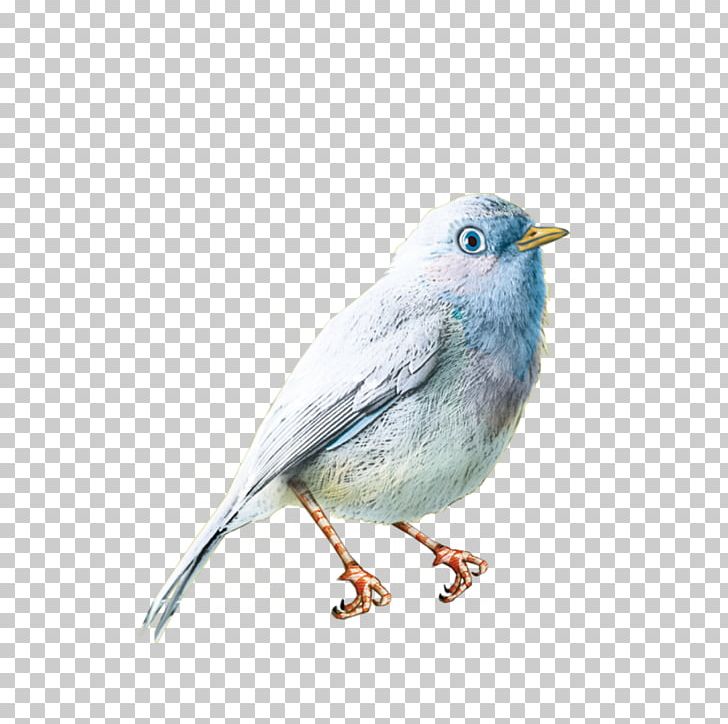 Bird Photography PNG, Clipart, Animal, Animals, Animation, Beak, Bird Free PNG Download