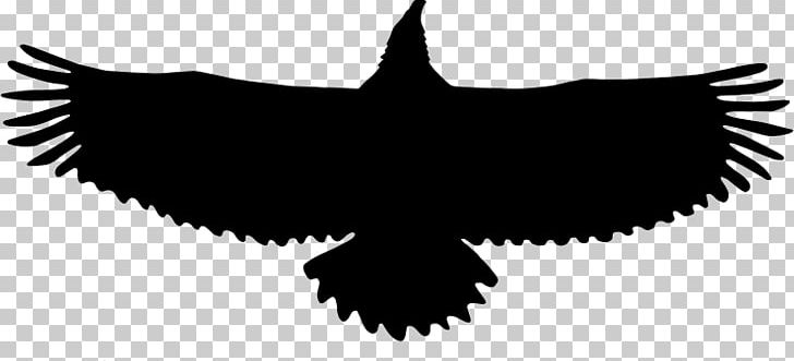 Eagle PNG, Clipart, Animals, Beak, Bird, Bird Of Prey, Black And White Free PNG Download