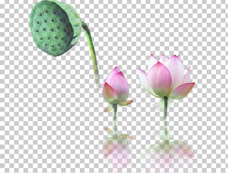 Nelumbo Nucifera Water Lily Computer File PNG, Clipart, Aquatic Plant, Autumn Leaf, Bud, Cut Flowers, Designer Free PNG Download