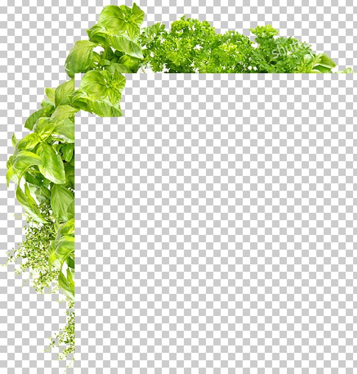 Parsley Flowerpot Nutrition Leaf PNG, Clipart, Flowerpot, Grass, Herb, Leaf, Leaf Vegetable Free PNG Download