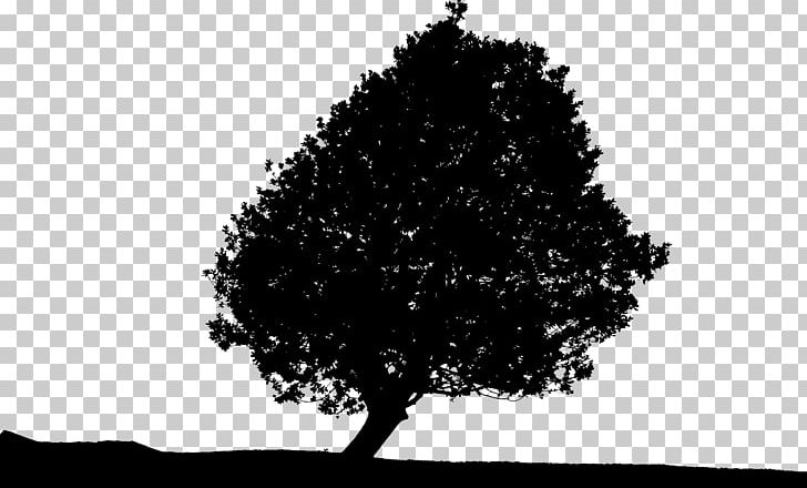 Tree Silhouette Landscape PNG, Clipart, Black And White, Branch, Desktop Wallpaper, Landscape, Leaf Free PNG Download