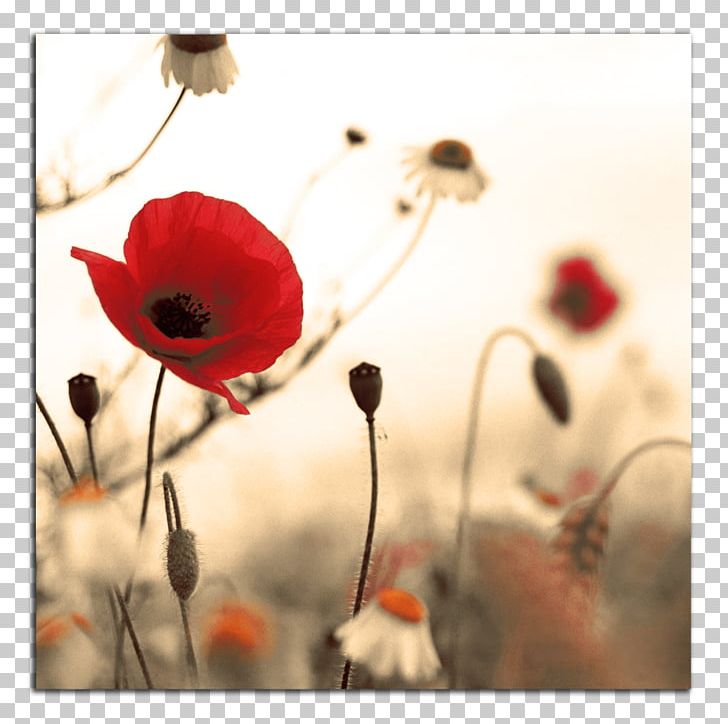 Armistice Day Studio Fitness: Victoria November 11 First World War Public  Holiday PNG, Clipart, Armistice, Comm,