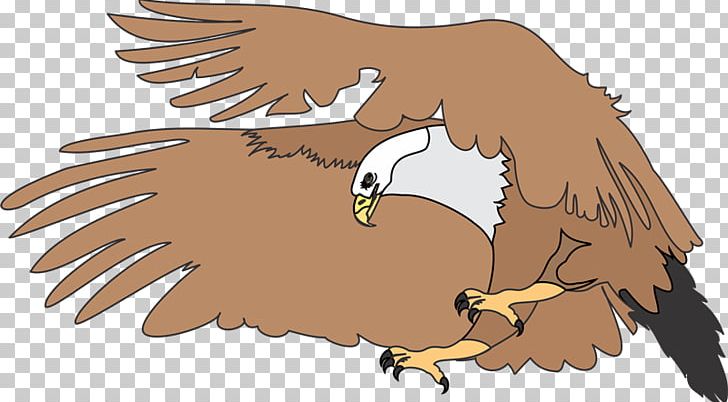 Bald Eagle Drawing PNG, Clipart, Bald Eagle, Beak, Bird, Bird Of Prey, Chicken Free PNG Download