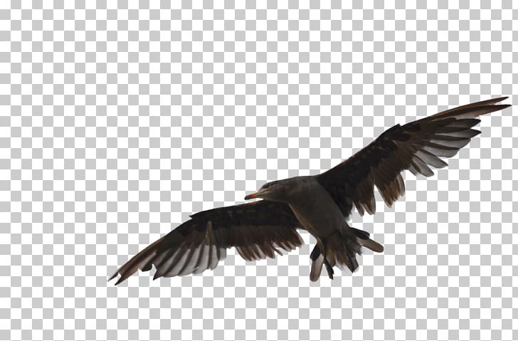 Bird Work Of Art Bald Eagle PNG, Clipart, Accipitriformes, Animals, Art, Artist, Bald Eagle Free PNG Download