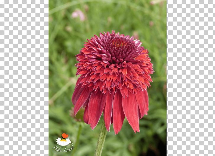 Blanket Flowers Coneflower Petal Annual Plant PNG, Clipart, Annual Plant, Blanket, Blanket Flowers, Coneflower, Daisy Family Free PNG Download