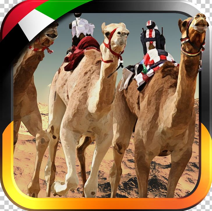 UAE Camel Racing... Dromedary Camel Race 3D United Arab Emirates PNG, Clipart, Android, Arabian Camel, Camel, Camel Like Mammal, Camel Race 3d Free PNG Download