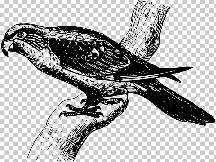 Black And White Parrot PNG, Clipart, Animals, Art, Beak, Bird, Bird Of Prey Free PNG Download