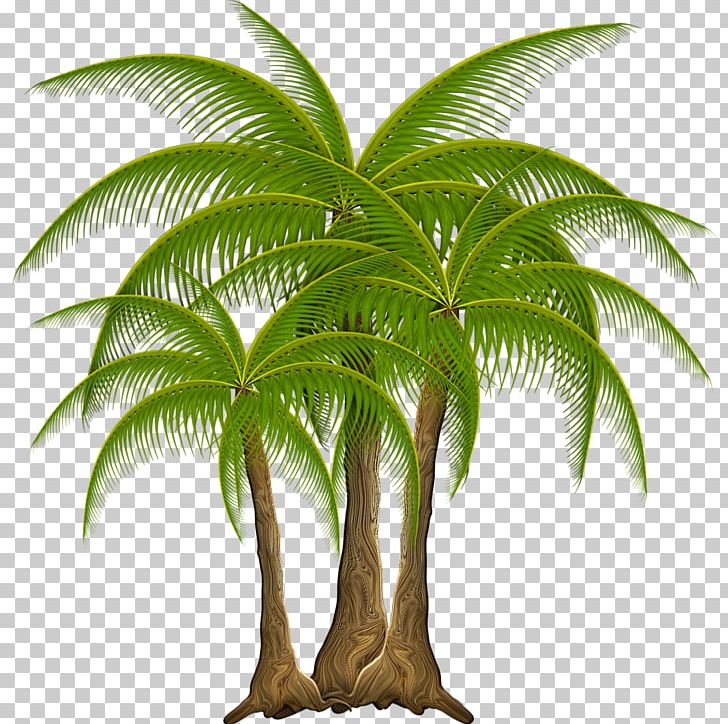 Coconut Babassu Leaf Nata De Coco PNG, Clipart, Arecaceae, Arecales, Attalea, Attalea Speciosa, Babassu Free PNG Download