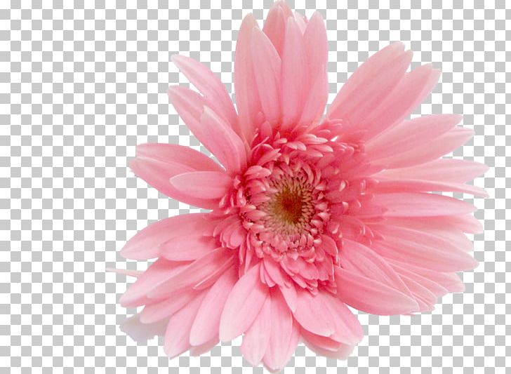 Transvaal Daisy Cut Flowers Stock Photography Rose PNG, Clipart, Annual Plant, Aster, Chrysanthemum, Chrysanths, Common Daisy Free PNG Download