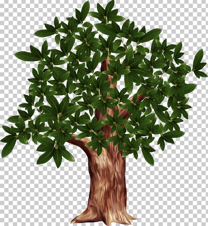 Tree PNG, Clipart, Branch, Computer Icons, Digital Image, Download, Evergreen Free PNG Download