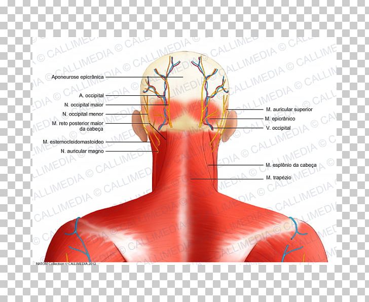 Head And Neck Anatomy Nerve Muscle Occipital Bone PNG, Clipart, Anatomy, Angle, Arm, Diagram, Finger Free PNG Download