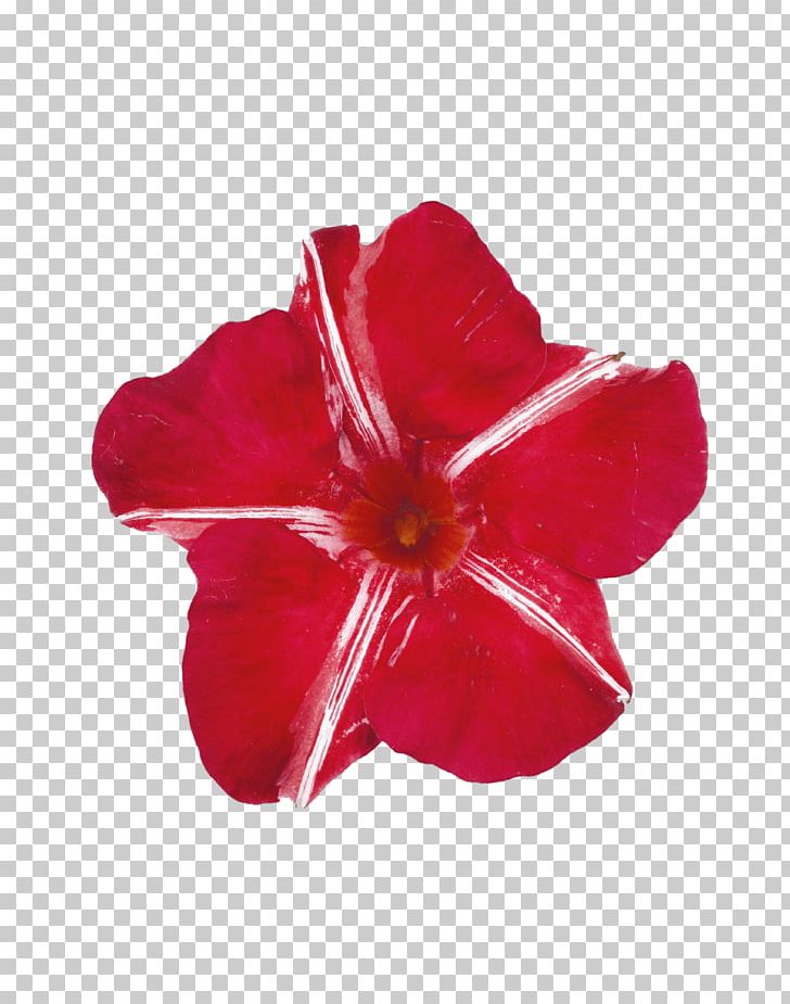 Hibiscus Rocktrumpet Plant Gardening Petal PNG, Clipart, Climate, Flower, Flowering Plant, Gardening, Getty Images Free PNG Download
