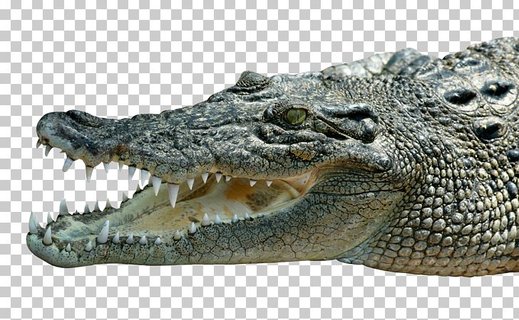 Nile Crocodile American Alligator PNG, Clipart, Alligator, American Alligator, Animal, Animals, Computer Icons Free PNG Download