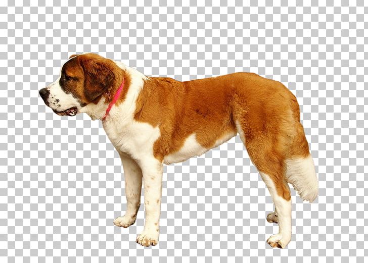St. Bernard Drentse Patrijshond Dog Breed Labrador Retriever PNG, Clipart, Cane Corso, Carnivoran, Collar, Companion Dog, Data Free PNG Download