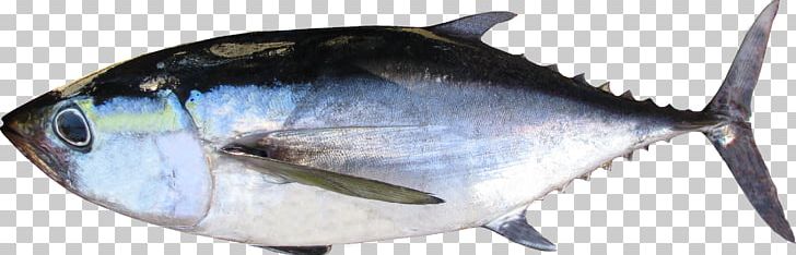 Thunnus Fish Products Oily Fish Milkfish PNG, Clipart, Blackfin, Bonito, Bony Fish, Fish, Fish Products Free PNG Download