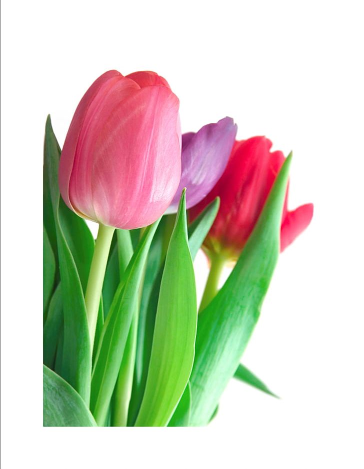 Tulip Flower Bouquet PNG, Clipart, Bud, Color, Cut Flowers, Desktop Wallpaper, Floristry Free PNG Download