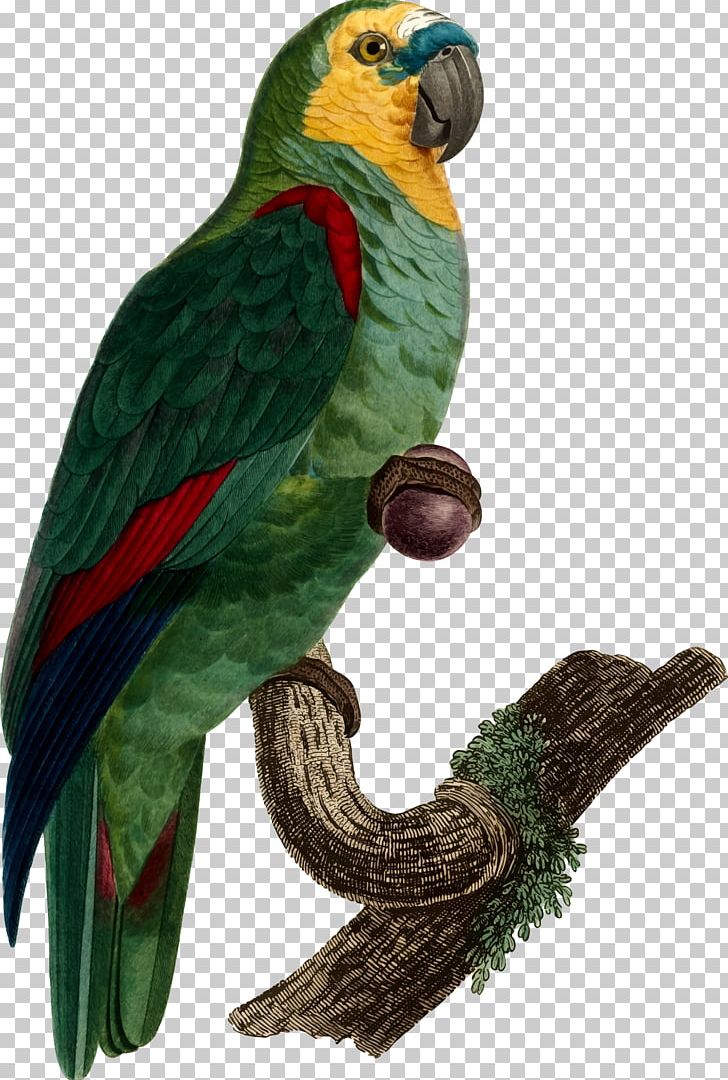 Bird T-shirt Budgerigar True Parrot Parakeet PNG, Clipart, Animals, Beak, Bird, Book, Budgerigar Free PNG Download