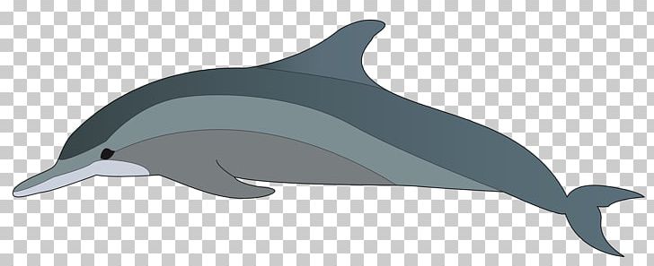 Bottlenose Dolphin Chinese White Dolphin PNG, Clipart, Chilean Dolphin, Cuteness, Fauna, Free Content, Jumping Free PNG Download