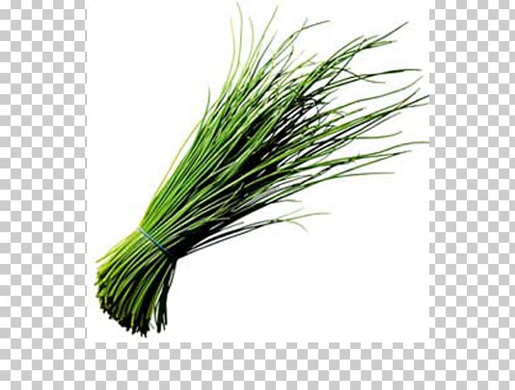 Garlic Chives Onion Scallion Herb PNG, Clipart, Allium, Chervil, Chives, Commodity, Exchange Free PNG Download