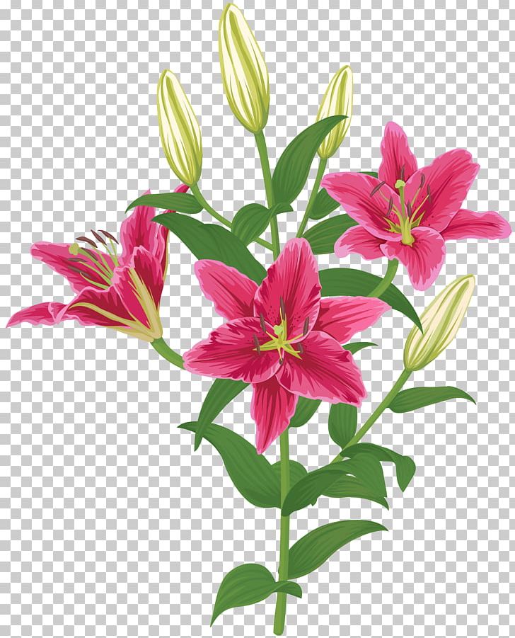 Lily Lilium Female Liliaceae Flower PNG, Clipart, Alstroemeriaceae, Art, Clip Art, Clipart, Cut Flowers Free PNG Download