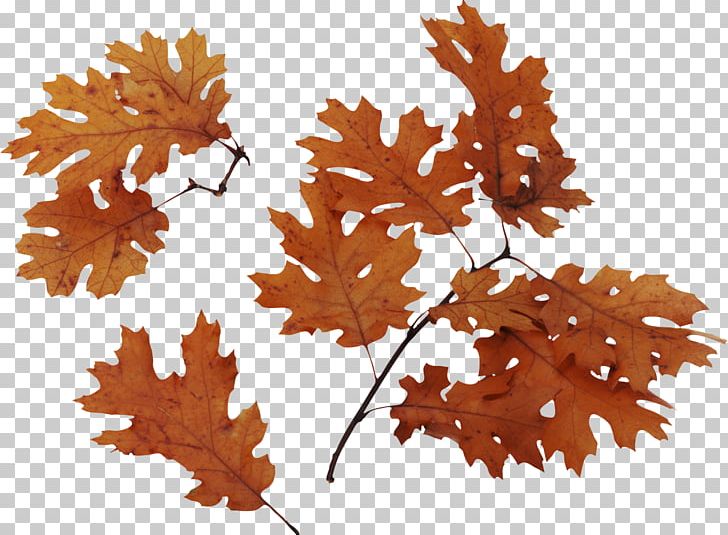 Swamp Spanish Oak Bur Oak Quercus Velutina English Oak Leaf PNG, Clipart, Acorn, American Sweetgum, Autumn, Autumn Leaf Color, Branch Free PNG Download