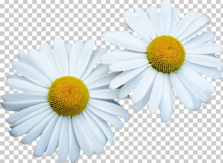 Flower Common Daisy PNG, Clipart, Aster, Chamaemelum Nobile, Chamomile, Chrysanths, Common Daisy Free PNG Download