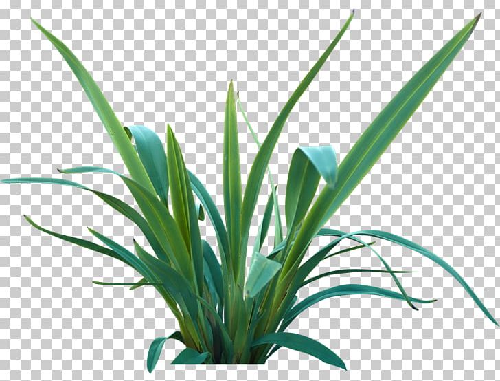 Lily Turf Flax Lilies Plant Leaf Themeda Triandra PNG, Clipart, Aloe, Aquarium Decor, Flax, Flax Flower, Flax Lilies Free PNG Download