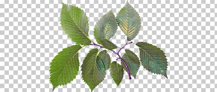 Leaf PNG, Clipart, Blad, Blog, Elm Family, Flower, Information Free PNG Download