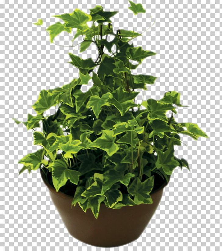 Houseplant Flowerpot Ornamental Plant Cut Flowers PNG, Clipart, Company, Cut Flowers, Evergreen, Evergreen Marine Corp, Flower Free PNG Download