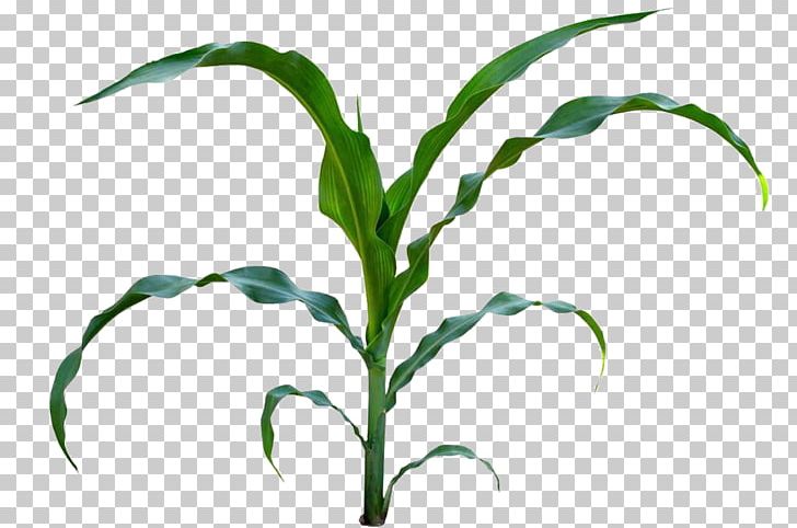 Sweet Corn Baby Corn Maize Plant Stem PNG, Clipart, Cartoon Corn, Commodity, Corn, Corn Cartoon, Corn Flakes Free PNG Download