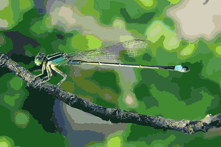 Dragonfly Damselfly Insect Wing Banded Demoiselle PNG, Clipart, Animal, Arthropod, Branch, Common Hawker, Crocothemis Free PNG Download